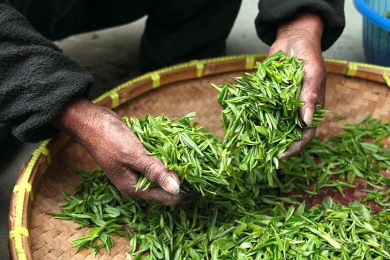 水分補給に欠かせない!お茶ついて調べました!【1000人アンケート】