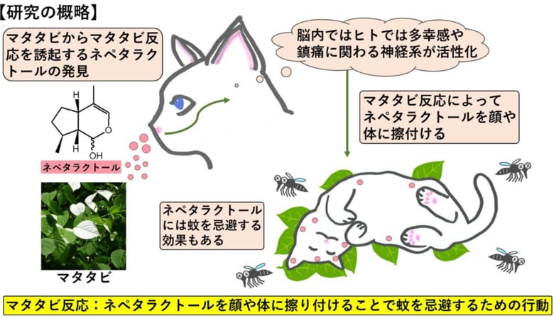 リリースより