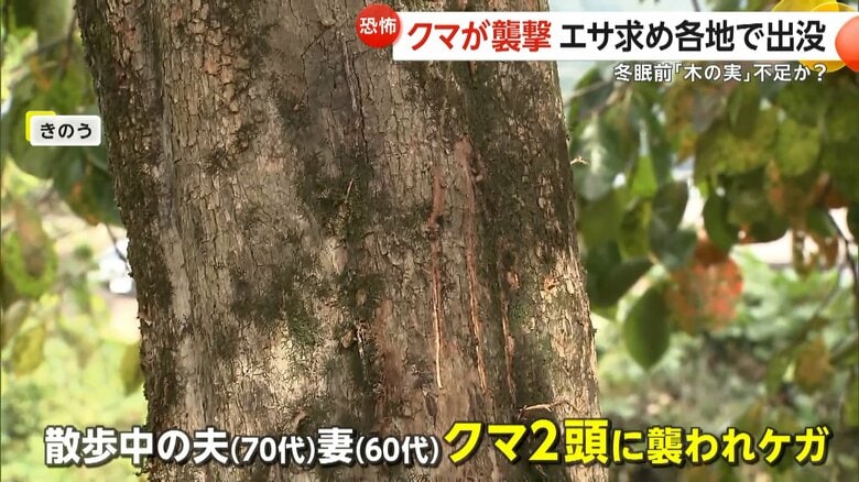 ドライブ中に遭遇した2頭のクマ（13日午後2時前、北海道・遠軽町）