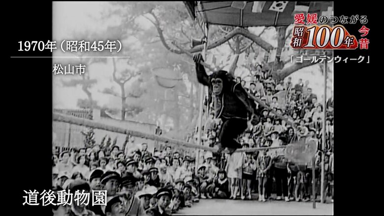 チンパンジーのチェリーが得意の綱渡りを披露