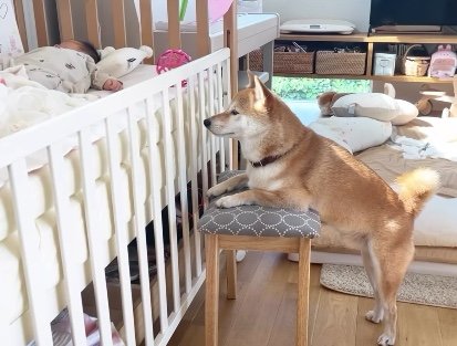 提供：柴犬りんご郎 YouTube 