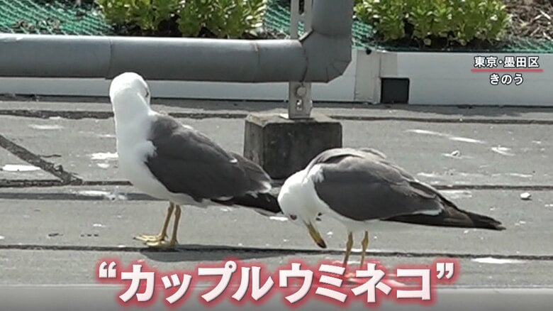 つがいとみられる“カップルウミネコ”