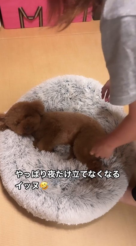 提供：Leo トイプードルさん