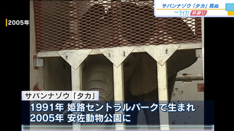 １９９１年に姫路セントラルパークで生まれ。２００５年安佐動物公園に来園