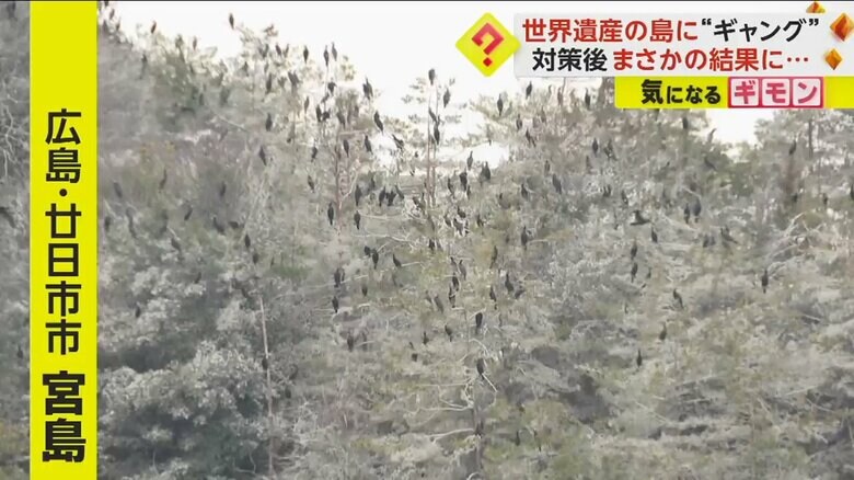 カワウの被害が問題になっている広島・廿日市市の宮島