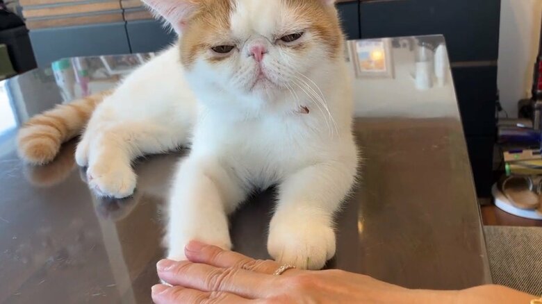 画像提供：エキゾのきなこさん。