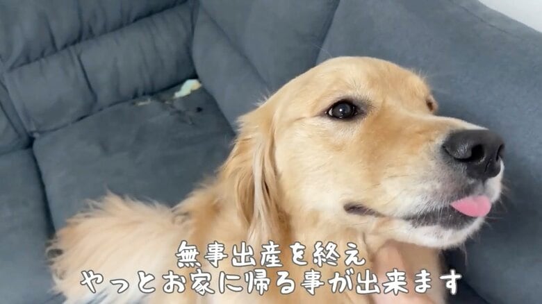 提供：豆柴うに&ゴールデンレトリバーおからさん