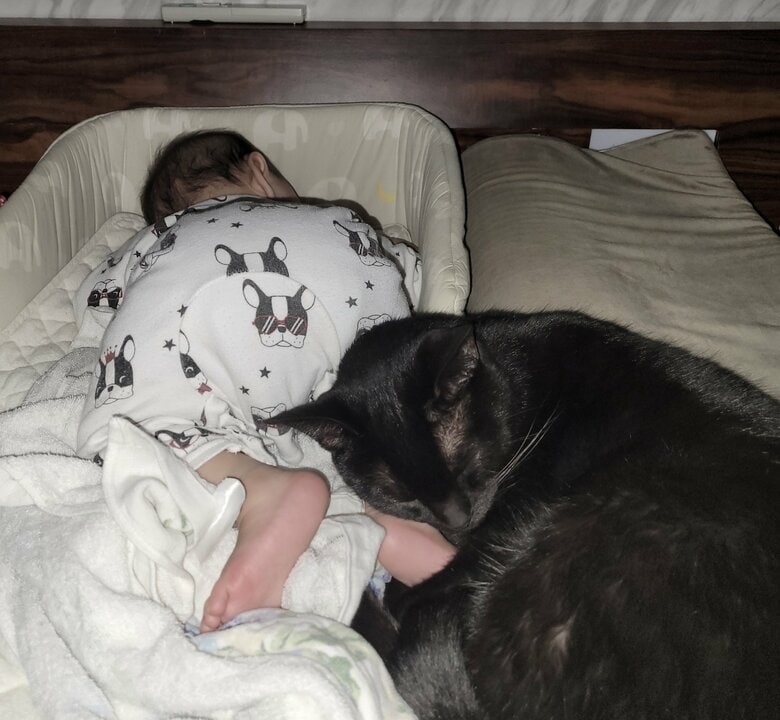 提供：仔猫を拾ったので