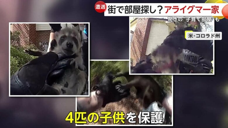 4匹のアライグマの子どもが保護されていた現場