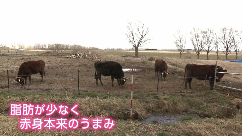 『がたべこ』は広大な土地で約2年放牧される