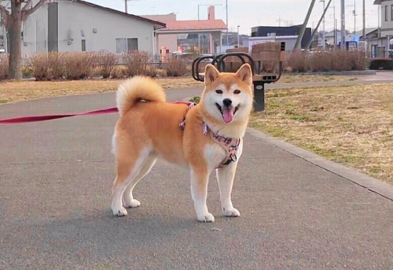 「かわいい」と褒められたので、最大限のかわいさをキープしながらしばらく停止（提供：柴犬ももさん）