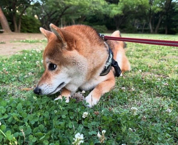 提供：はちさん