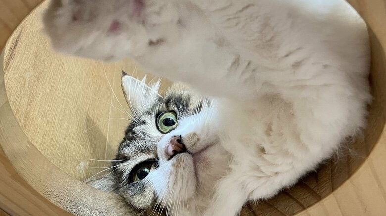 「保護猫支援の輪をもっと広げたい」