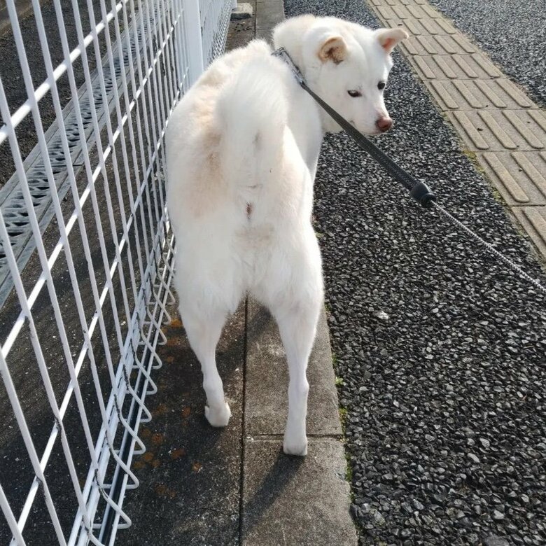 提供： kinako_kinakoさん