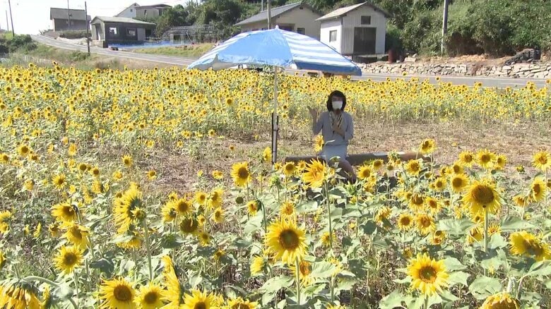 手作りのベンチとパラソルのもとでゆっくり鑑賞できる
