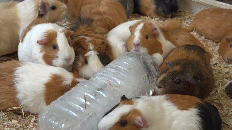 画像提供：公益財団法人東京動物園協会