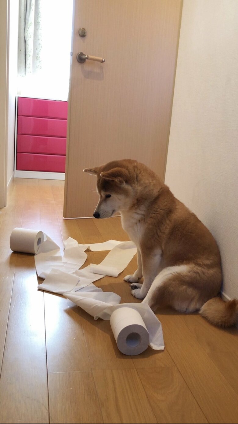 提供：柴犬ももさん