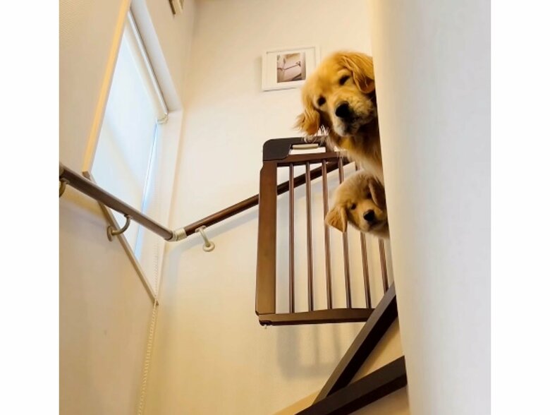 手前：コメちゃん　奥：イクラちゃん（提供：efrinmanさん）