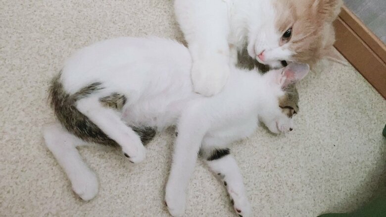 寄り添いたいと構うまゆちゃん