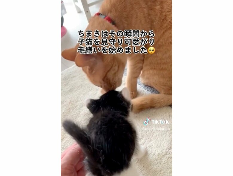 対面した時　上：ちまきくん　下：陽葵ちゃん（提供：エンとちぃさん）