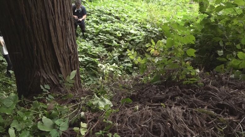 野生動物に襲われた男性が落ちた草むら