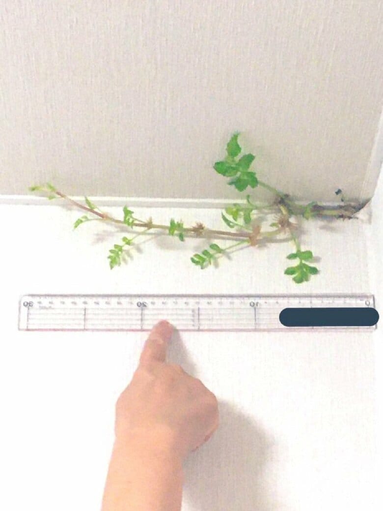 発見から8日目（8月15日）30センチまで大きく成長