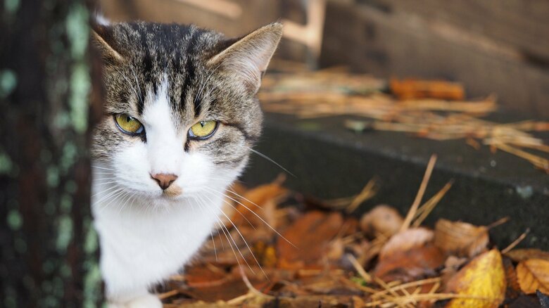 触れずに捕まえられる方法がベター（画像はイメージ）