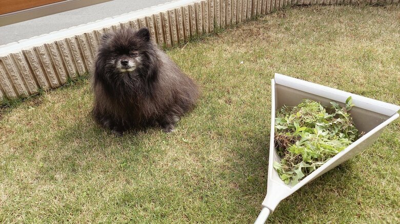 どん吉くんのことを考え、天然芝にこだわった