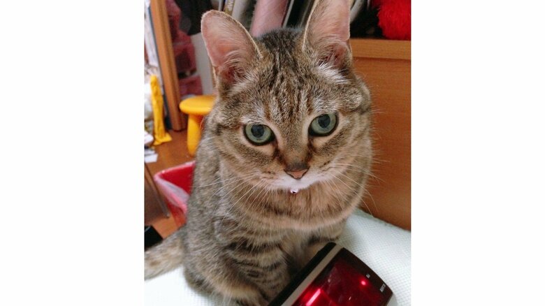 7年前まで一緒だったひめちゃん