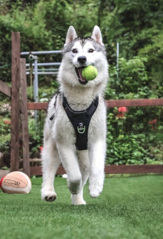 提供：スカイさん