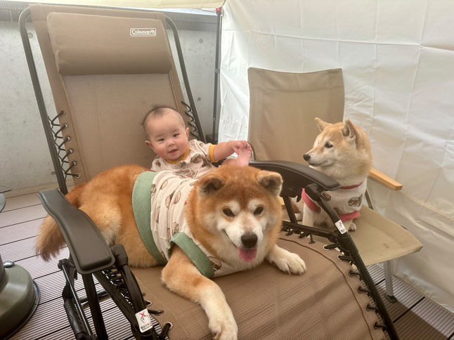 提供：飼い主さん（＠shibainu.berry）