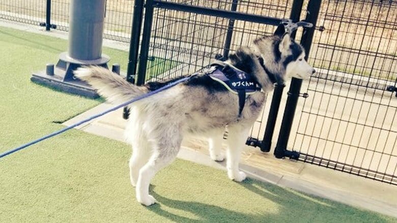 浮かない表情のゆづくん