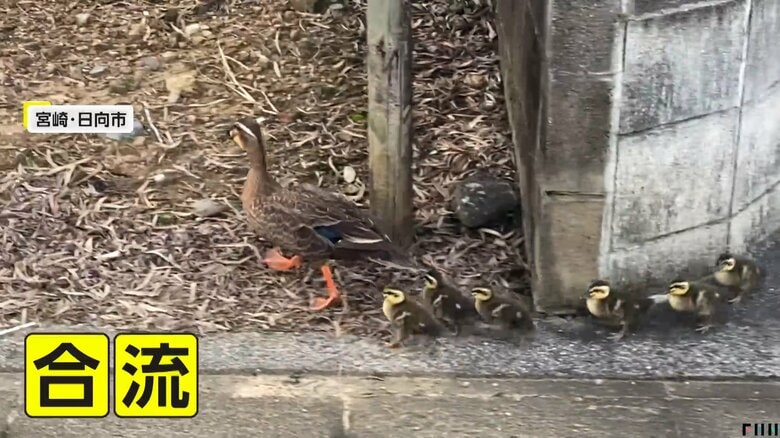 住宅街をウロウロするカルガモの親子