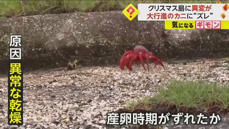 異常な乾燥ため、産卵の時期がずれたとみられるアカガニ