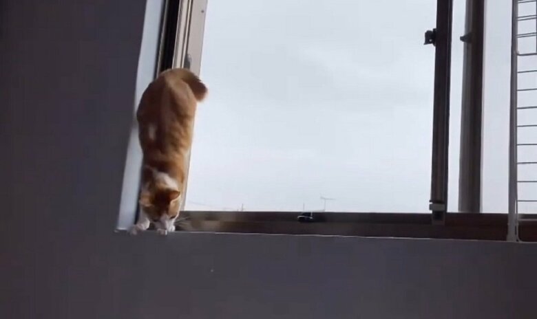 後ろ足を持ち上げて逆立ち