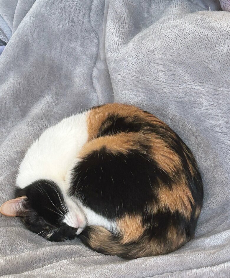 ニトリのNウォームもお気に入りとのこと