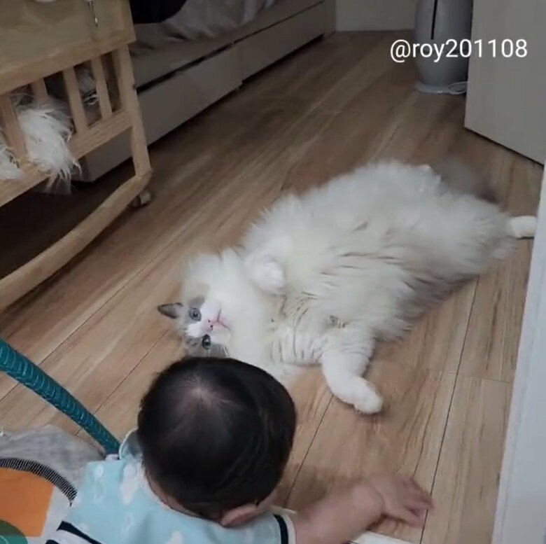 提供：ロイ(Roy)くん@ラグドールさん