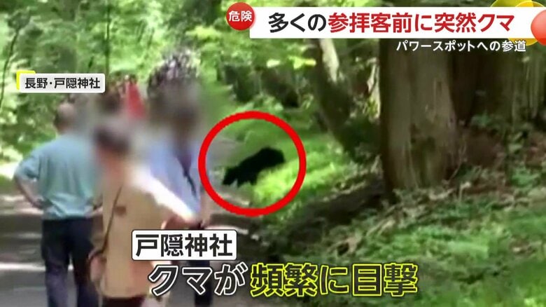 クマの目撃情報が増えているという戸隠神社（視聴者撮影）