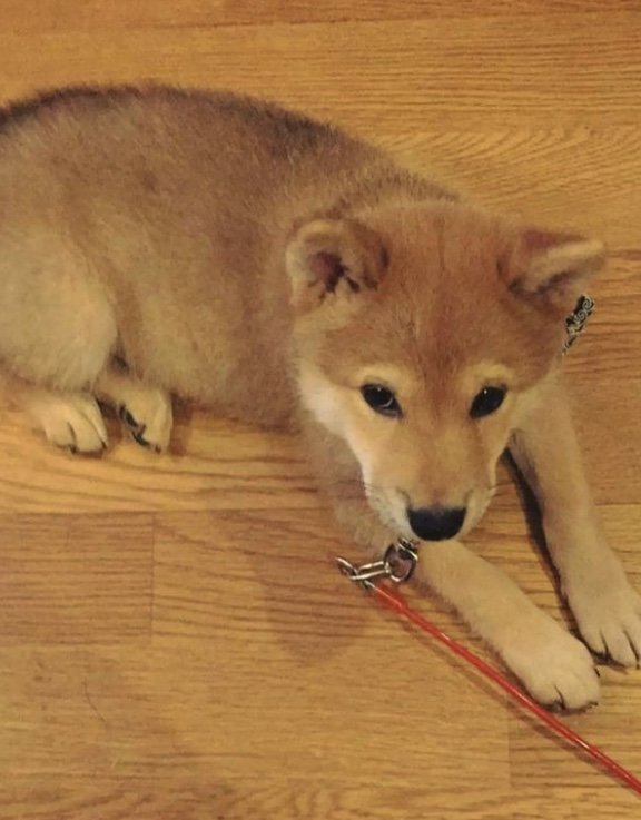 3カ月の頃（提供：柴犬スティーブch【コーギーと猫を添えて】さん）