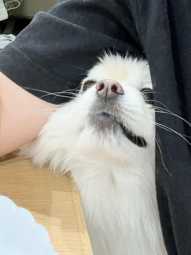 わきの隙間から食卓に割り込む