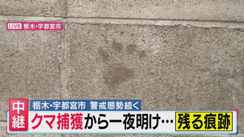 クマの足跡（関西テレビ「旬感LIVE とれたてっ！」より）