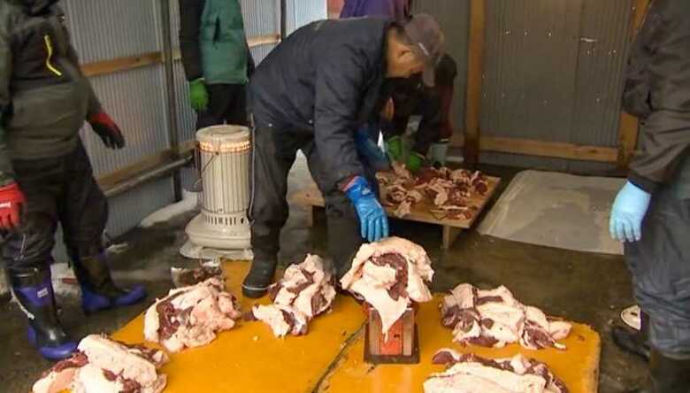 クマの肉は参加者で平等に分け合う