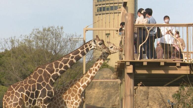 デッキに上るとキリンの食事が間近で見られる