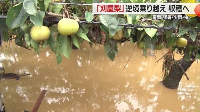 小松さんの園地は、復旧作業の末、例年通りの面積でナシの生産ができている