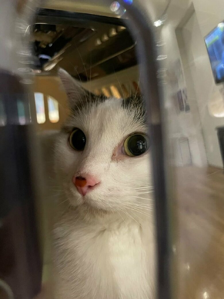 おかかくんは渋々だがキャリーバッグの中に入ってくれるという