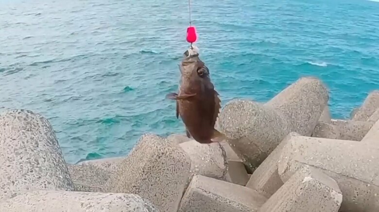 すると釣り上げることができた！