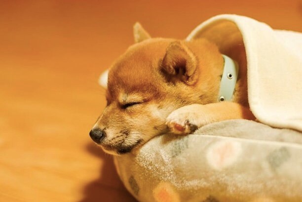 提供：shiba_mugi_さん