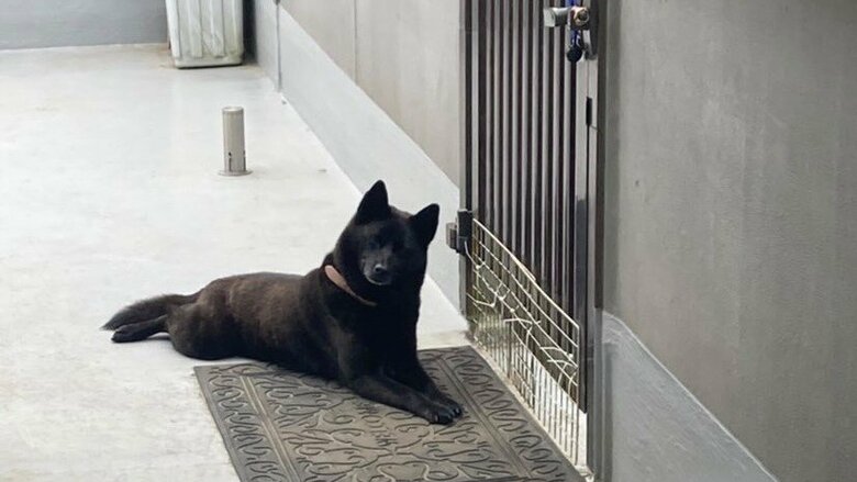 門の前で待つ姿。こちらを見つめる様子も