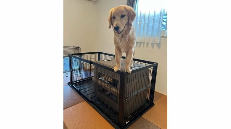 脱走しようとしてクレートの上に…