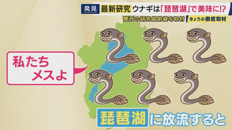 ほとんどオスに育つ養殖ウナギが琵琶湖に放流するとほとんどメスに！
